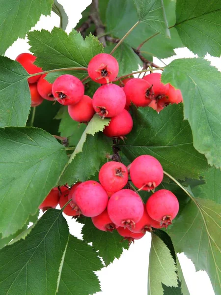 Czerwone Małe Okrągłe Owoce Drzewa Sorbus Torminalis Zbliżenie — Zdjęcie stockowe