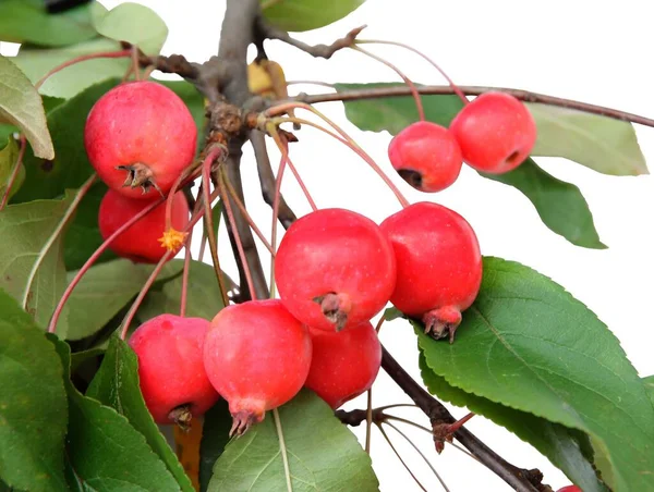 Vörös Kerek Gyümölcsök Rák Alma Malus Purpurea Ősszel — Stock Fotó