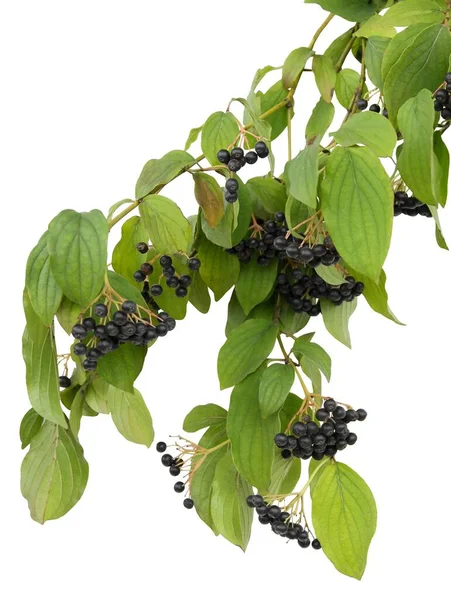 Corymbs Fekete Gyümölcsök Dogwood Cornus Sanguinea Bokor — Stock Fotó