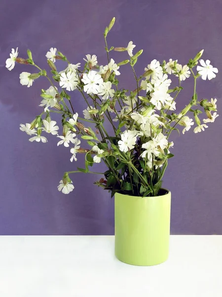 Posy White Flowers Silene Alba Wild Plant — Stock Photo, Image
