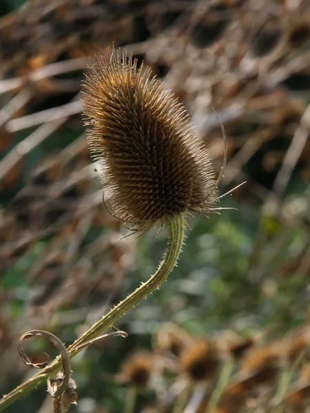 Dry Thorny Seed Vessels Dipsacus Silvestris Fuller Teasel — Stock Photo, Image