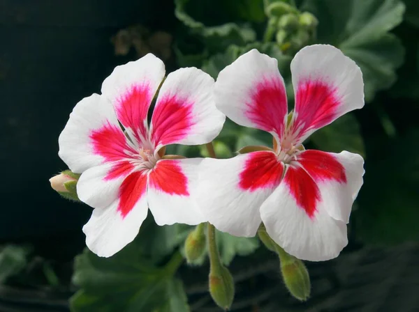 Flores Multicoloridas Planta Envasada Gerânio Perto — Fotografia de Stock