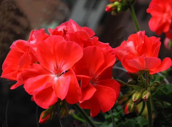 Flores Multicoloridas Planta Envasada Gerânio Perto — Fotografia de Stock