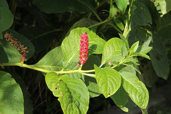 Owocowanie Pokeweed Phytolacca Americana Czarnymi Owocami Zbliżenie — Zdjęcie stockowe