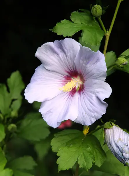 Vackra Flerfärgad Blommor Hibiskus Buske Trädgården Närbild — Stockfoto