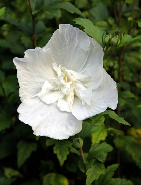 庭のハイビスカスの茂みのかなり多色の花が近くにあり — ストック写真