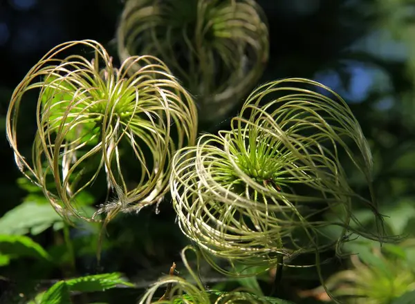 Recipiente Semillas Con Semillas Planta Trepadora Clematis —  Fotos de Stock