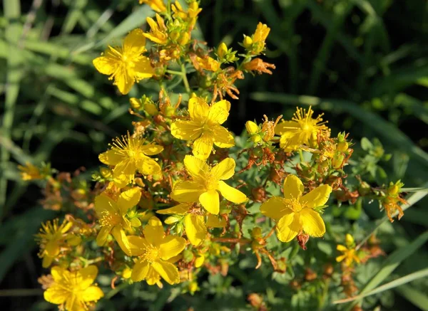 Fiori Gialli Erba Erba San Giovanni Hipericum Perforatum Primo Piano — Foto Stock