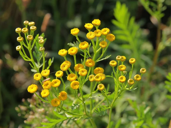 Tanaceum Vulgare Βότανο Στο Λιβάδι — Φωτογραφία Αρχείου