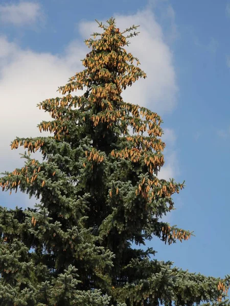 Fichte Nadelbaum Mit Wachsenden Zapfen Der Spitze — Stockfoto