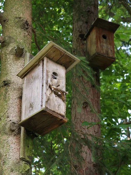 Caixa Reprodução Madeira Parque Para Pequenas Aves — Fotografia de Stock