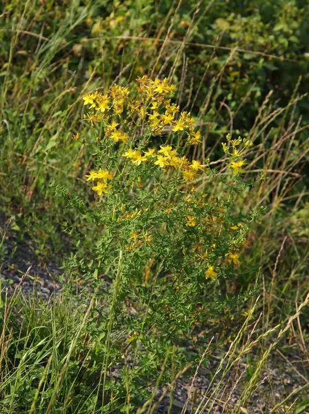 Sárga Virágok Gyógynövény John Wort Hipericum Perforatum Közelről — Stock Fotó