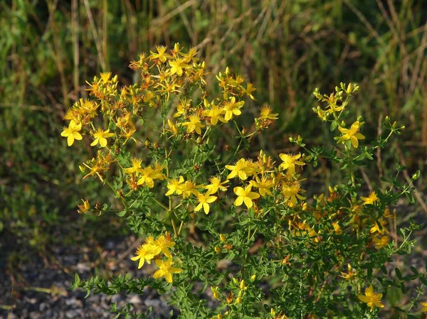 Fiori Gialli Erba Erba San Giovanni Hipericum Perforatum Primo Piano — Foto Stock