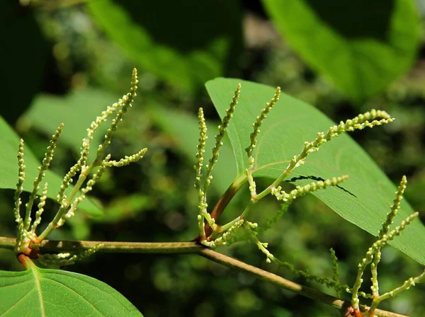 Mauvaises Herbes Agressives Reynoutria Japonica Aux Feuilles Vertes Aux Petites — Photo