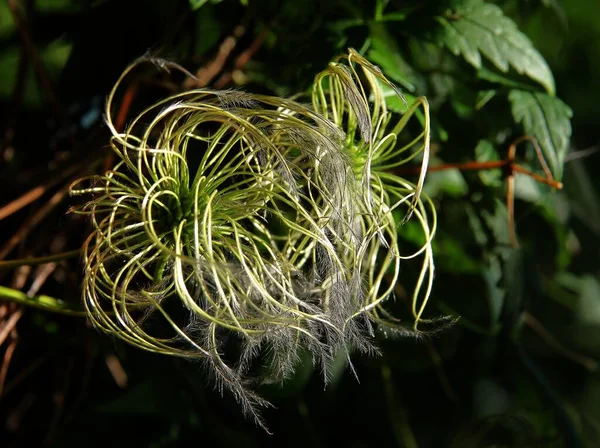 Klematis Tırmanma Bitkisinin Tohumlarını Taşıyan Tohum Kabı — Stok fotoğraf