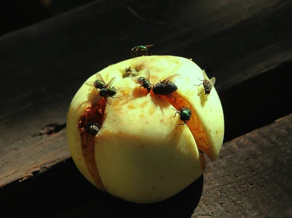 Daños Caídos Manzana Moscas Insectos —  Fotos de Stock