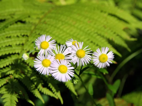 Erigeron Wilde Plant Met Kleine Lila Bloemen — Stockfoto