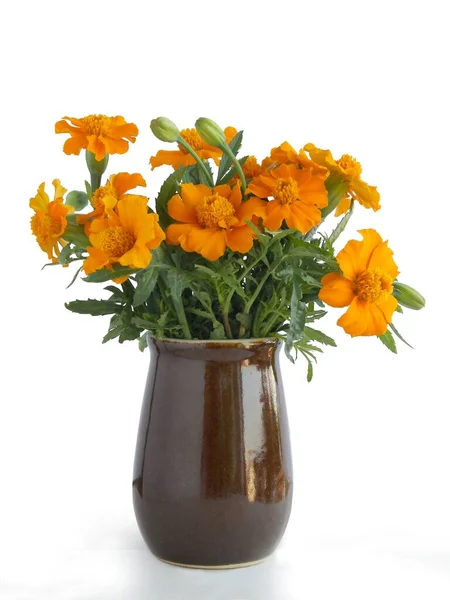 Mały Posy Żółte Tagety Kwiaty Zbliżenie — Zdjęcie stockowe
