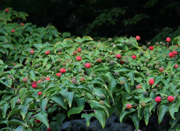 Krzew Jagodowy Cornus Kousa Czerwonymi Owocami Zbliżenie — Zdjęcie stockowe