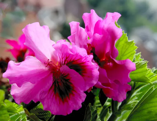 Mehrfarbige Blüten Der Geranien Topfpflanze Aus Nächster Nähe — Stockfoto