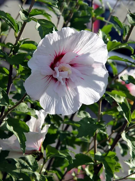 Pretty Multicolor Flowers Hibiscus Bush Garden Close — Stock Photo, Image