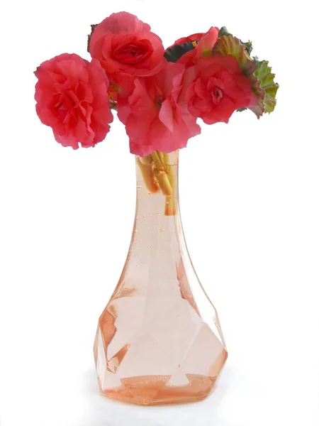 Fleurs Roses Rouges Bégonia Verre Vase Transparent — Photo