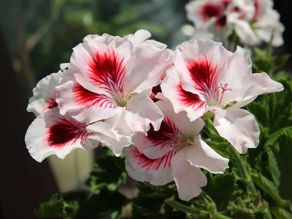 Multicolor Flowers Geranium Potted Plant Close — Stock Photo, Image