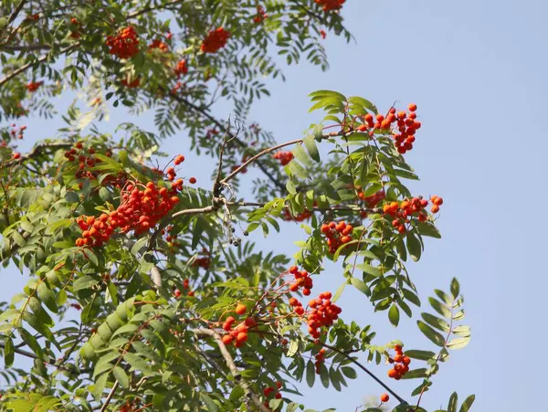 Rowan Árbol Con Cyrymbs Bayas Rojas —  Fotos de Stock