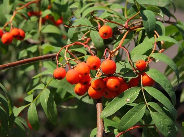 Rowan Arbre Avec Cyrymbs Baies Rouges — Photo