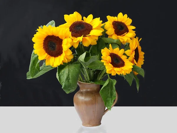 Pretty Sunflowers Flowers Close Isolated — Stock fotografie