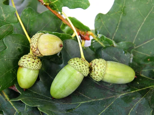 Bellotas Como Frutos Semillas Roble Cerca —  Fotos de Stock