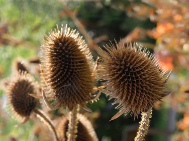 Dipsacus Silvestris dolu çay çaydanlığının kuru dikenli damarları.