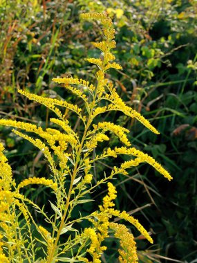 solidago canadensis - çayırda açan altın yapraklı yabani bitki