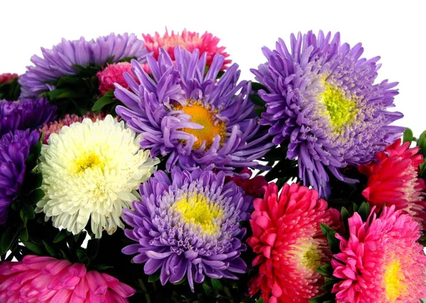 Posy Multicolor Asters Flores Cerca —  Fotos de Stock