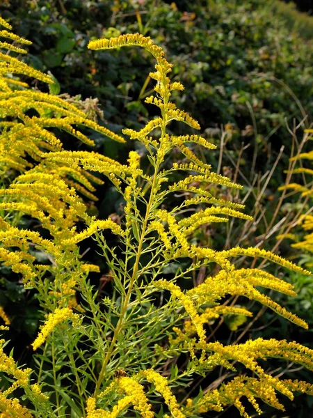 Solidago Canadensis Goldenrod Wild Plant Blossoming Meadow — Stock Photo, Image