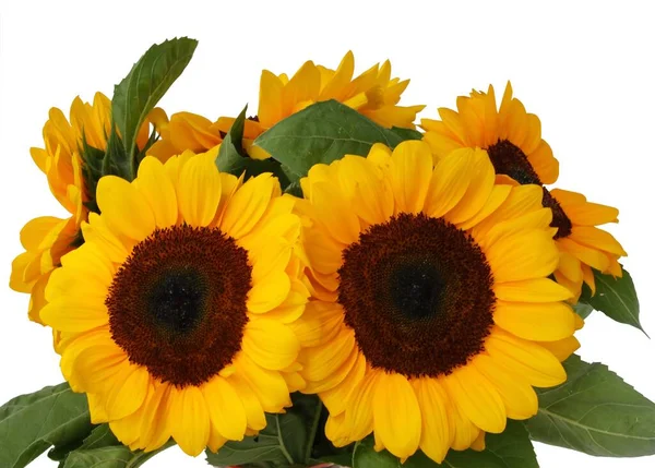 Mooie Zonnebloemen Bloeien Tuin Close — Stockfoto