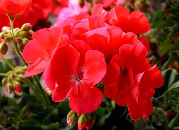 Mehrfarbige Blüten Der Geranien Topfpflanze Aus Nächster Nähe — Stockfoto