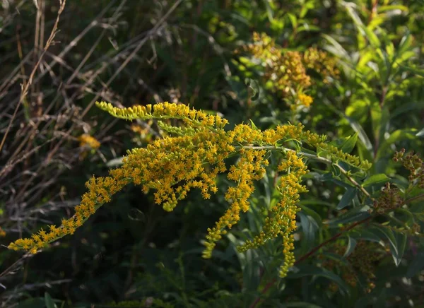 Solidago Canadensis Goldenrod Wild Plant Blossoming Meadow — Stock Photo, Image