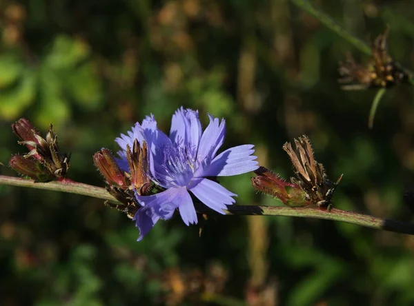 Blå Blommor Vild Växt Cichorium Intybus Cikoria — Stockfoto
