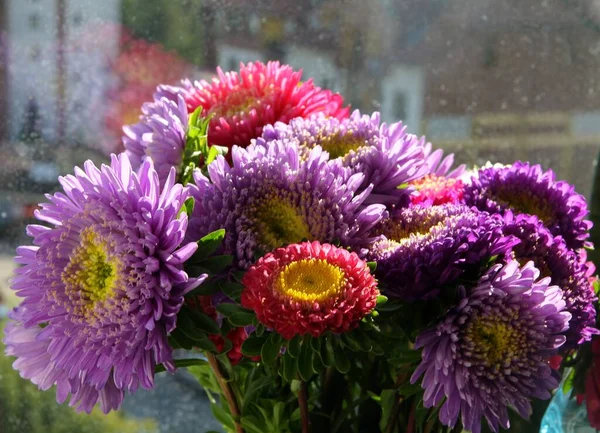 Posy Multicolor Asters Flores Cerca — Foto de Stock