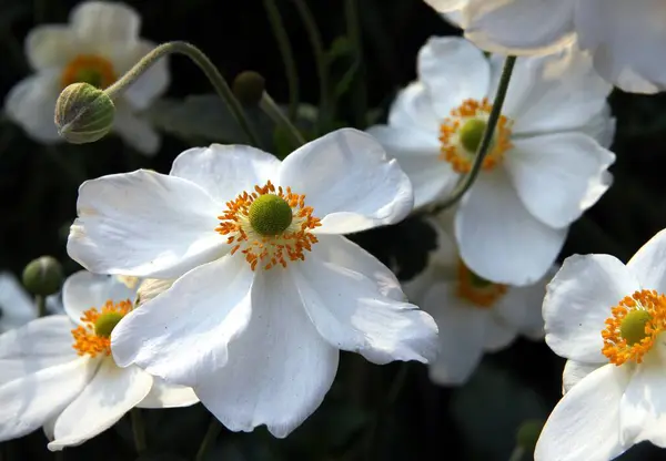 Pretty White Flowers Anemon Plant Close — Stock Photo, Image