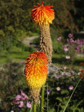 Bahçeye Kniphofia Uvaria 'nın sarı ve turuncu çiçekleri