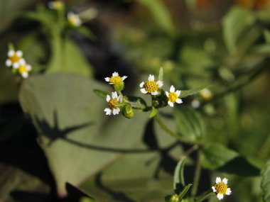 Vahşi bitkinin beyaz küçük çiçekleri Galinsoga ciliata quardriradiata