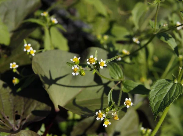 Vita Små Blommor Vilda Växter Galinsoga Ciliata Quardriradiata — Stockfoto