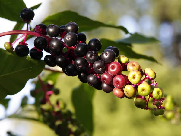 Pokeweed Phytolacca Americana Fruktifikációja Fekete Gyümölcsökkel Közelről — Stock Fotó