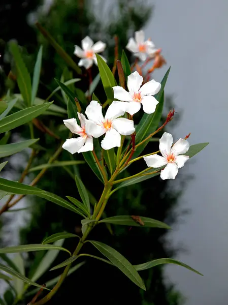 Белый Цветок Олеандра Средиземноморского Куста Флоры — стоковое фото