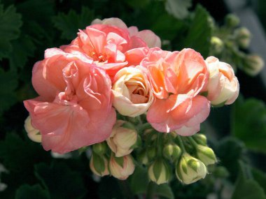 Bir tutam pembe sardunya çiçeği, yakından izole edilmiş.