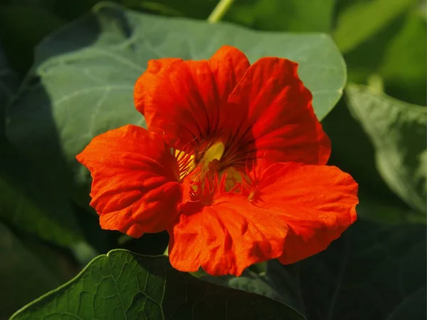 ラークヒールのオレンジの花 トロパコラムの植物が閉じます — ストック写真