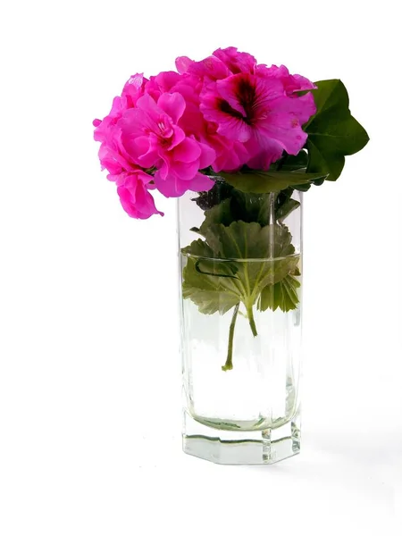 Posy Pink Flowers Geranium Isolated Close — Stock Photo, Image