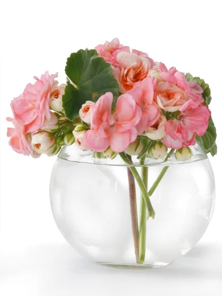 Posy Van Roze Bloemen Van Geranium Geïsoleerd Close — Stockfoto